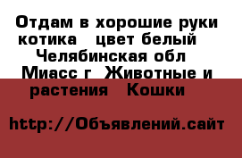 Отдам в хорошие руки котика , цвет белый. - Челябинская обл., Миасс г. Животные и растения » Кошки   